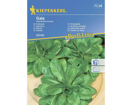 Semințe de salată verde de câmp Gala Kiepenkerl