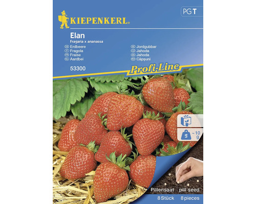 Semințe de căpșuni Elan F1 Kiepenkerl