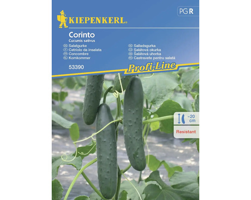 Semințe legume Kiepenkerl castraveți de salată Corinto F1