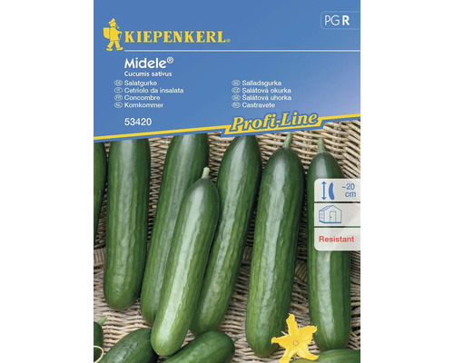 Semințe legume Kiepenkerl castraveți de salată Midele Tristan F1