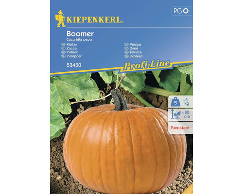 Semințe legume Kiepenkerl dovleac Boomer F1 Semințe legume Kiepenkerl dovleac Boomer F1