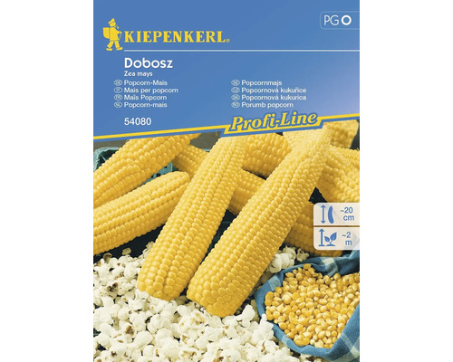 Semințe legume Kiepenkerl porumb pentru popcorn Dobosz F1
