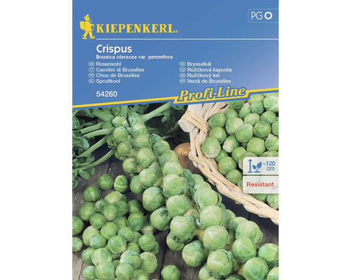Semințe legume Kiepenkerl varză de Bruxelles Crispus F1