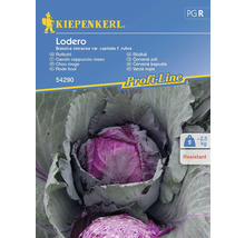 Semințe legume Kiepenkerl varză roșie Lodero F1