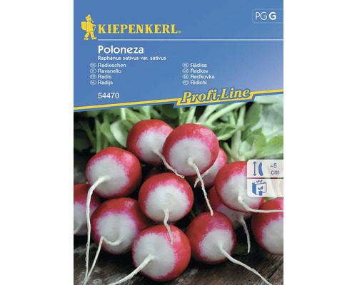 Semințe legume Kiepenkerl ridichi Poloneza