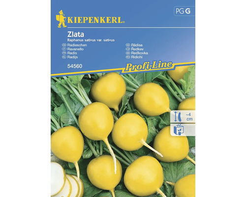 Semințe legume Kiepenkerl ridichi Zlata