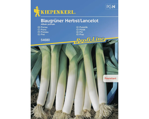 Semințe legume Kiepenkerl praz toamnă Lancelot