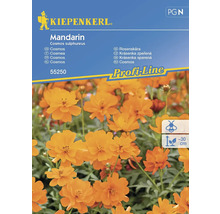 Pachet de semințe de flori Kiepenkerl Mandarin Cosmos sulfuros
