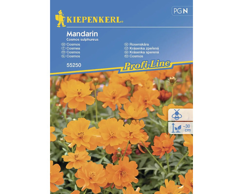 Semințe flori Kiepenkerl cosmos Mandarin
