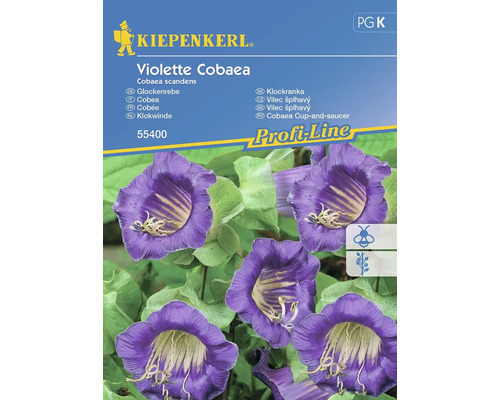 Semințe flori Kiepenkerl clopot violet Cobaea
