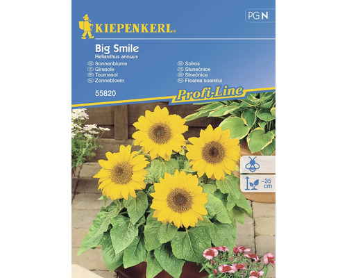 Semințe flori Kiepenkerl floarea soarelui Big Smile