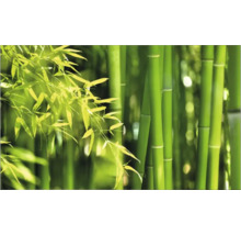 Pădure de bambus cu tulpini și frunze verzi