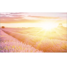 Câmp de lavandă la răsărit