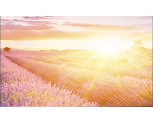 Câmp de lavandă la răsărit