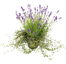 Lavandă în ghiveci cu vegetație târâtoare