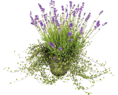 Lavandă în ghiveci cu vegetație târâtoare