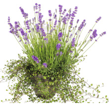 Lavandă în ghiveci cu plantă cățărătoare
