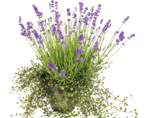 Lavandă în ghiveci cu plantă cățărătoare