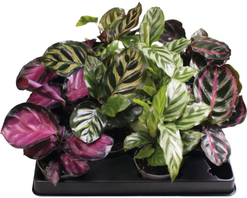 Planta care se roagă Mix FloraSelf Calathea H ca. 12 cm ghiveci Ø 6 cm diferite sortimente