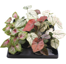 Tavă cu diferite plante de apartament Caladium