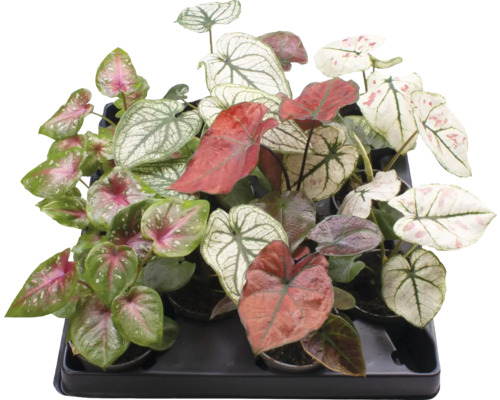 Caladium Mix FloraSelf ghiveci Ø 6 cm diferite sortimente