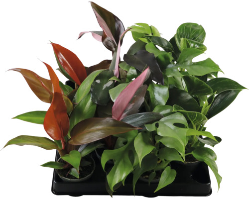 Filodendron Mix FloraSelf Philodendron H ca. 15 cm ghiveci Ø 6 cm