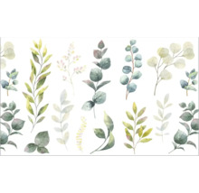 Ilustrație cu diverse ramuri de eucalipt