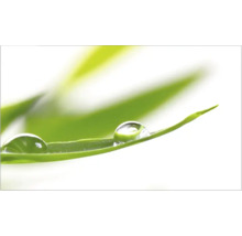 Picături de rouă pe o frunză