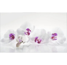 Prim-plan cu flori de orhidee albe cu detalii mov