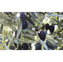 Prim-plan cu un măslin cu măsline