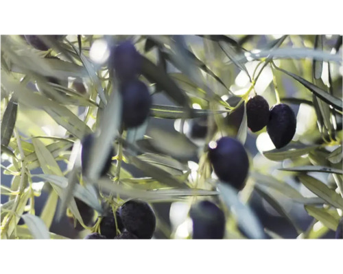 Panou bucătărie mySpotti Profix Creangă de măslin aluminiu compozit 100x60 cm Prim-plan cu un măslin cu măsline