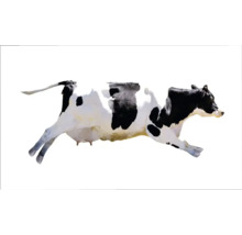 Vacă pestriță alb-negru în mișcare