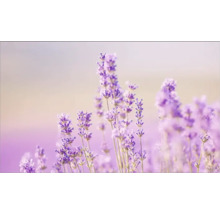 Prim-plan cu flori de lavandă