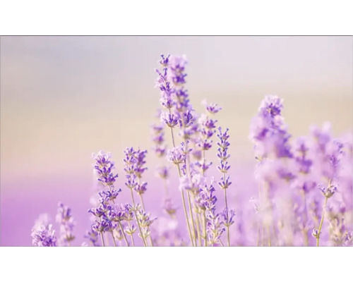 Prim-plan cu flori de lavandă