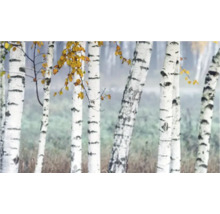 Fototapet cu motiv de pădure de mesteceni