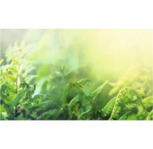 Prim-plan cu ferigi în grădină