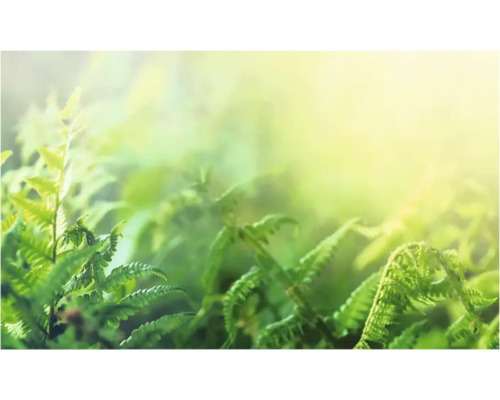 Prim-plan cu ferigi în grădină