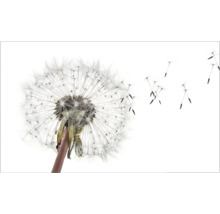 Păpădie cu semințe zburătoare