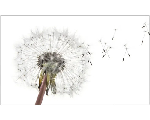 Păpădie cu semințe zburătoare