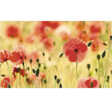 Prim-plan cu un câmp cu maci roșii înfloriți.