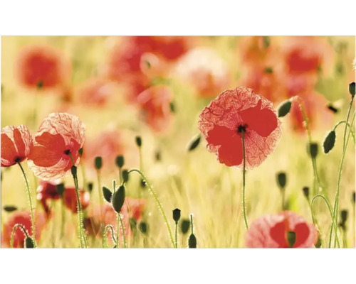 Prim-plan cu un câmp cu maci roșii înfloriți.