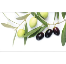 Ramură de măslin cu măsline verzi și negre