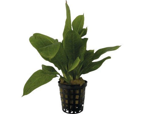 Plantă acvariu Echinodorus tropica Easy 6