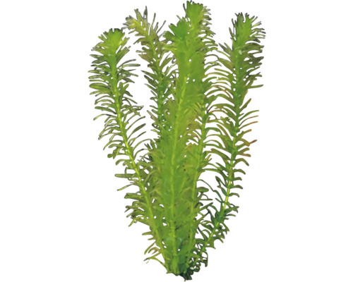 Ciuma de apă pentru acvarii