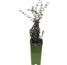 Plantă Hebe cultivată în ghiveci.