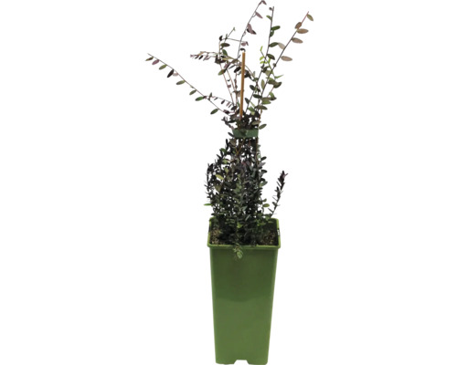 Plantă Hebe cultivată în ghiveci.