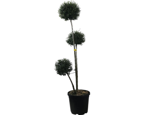 Lemn câinesc FloraSelf Ligustrum jonandrum H 120-140 cm Co 35 L