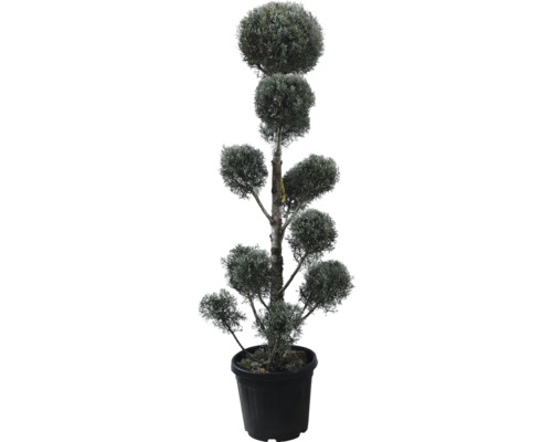 Chiparos de Arizona FloraSelf Cupressus arizonica 'Fastigiata' H 140-160 cm Co 30 L