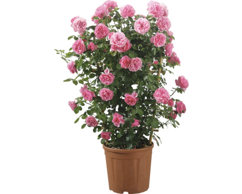 Trandafir mix ADR pe spalier FloraSelf Co 12 L