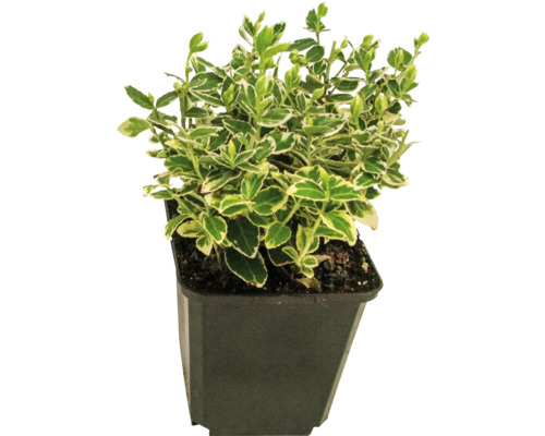 Salbă mare FloraSelf Euonymus fortunei 'Emerald n Gaiety' H 10-15 cm Co 0,3 L, 12 buc. Salbă mare FloraSelf Euonymus fortunei 'Emerald n Gaiety' H 10-15 cm Co 0,3 L, 12 buc.